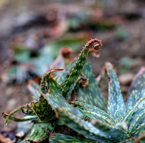 Detail shot of cactus plants