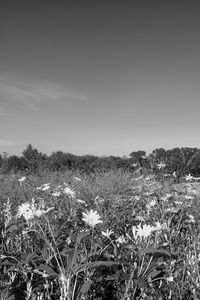 Scenic view of grassy field against sky