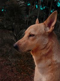 Close-up of a dog looking away