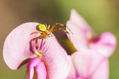 Close-up of insect on pink flower