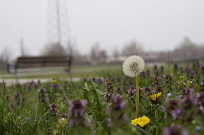 Close-up of flowers growing in field