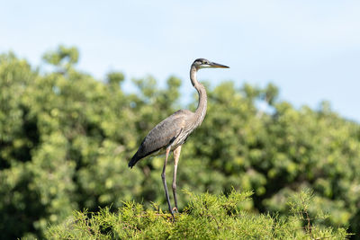 Bird on a rock