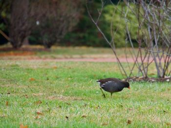 Close-up of bird perching on field