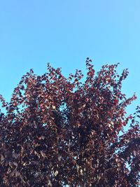 Low angle view of flower tree against blue sky