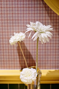 Close-up of white rose flowers in vase