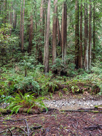 Trees in forest