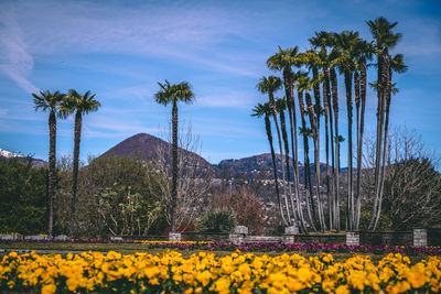 Scenic view of sunflower field against sky