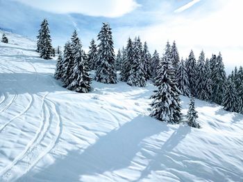 Snow covered plant against sky