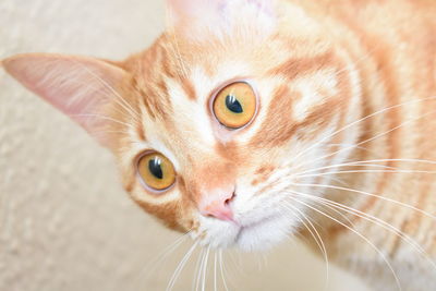 Close-up portrait of a cat