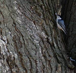 Bird flying over tree trunk