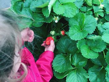 High angle view of little girl picking strawberry on field