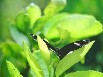 Close-up of butterfly on leaves