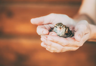 Close-up of hand holding small bird 