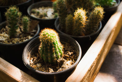 High angle view of potted plants