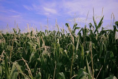 Close-up of crop in field