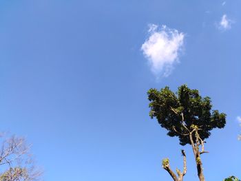 Low angle view of tree against sky