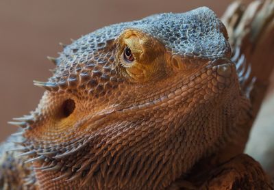 Close-up of lizard