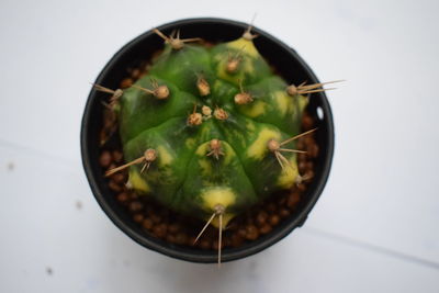 High angle view of cactus in container