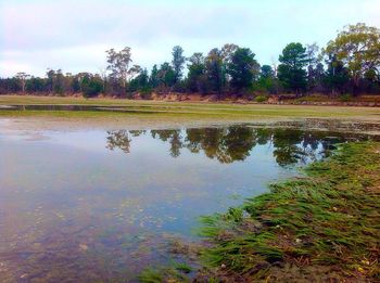 Reflection of trees in lake