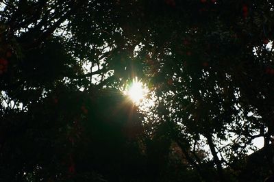 Sunlight streaming through trees in forest