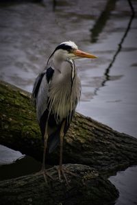 Close-up of bird perching on tree