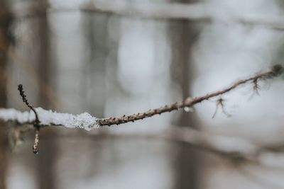 Close-up of frozen plant during winter