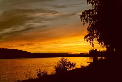 Silhouette of trees at sunset