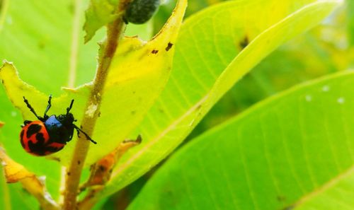 Close-up of green leaf