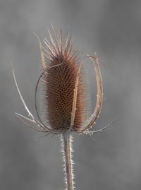Close-up of dry thistle against sky