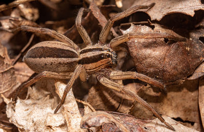 tarantula