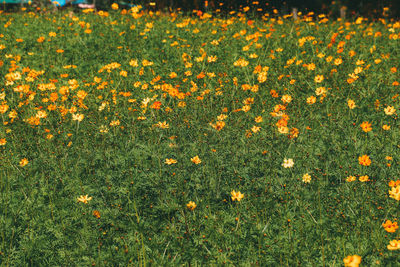 High angle view of yellow flowering plants on field