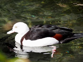 Duck swimming in lake