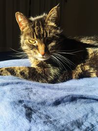 Close-up of cat resting on bed at home