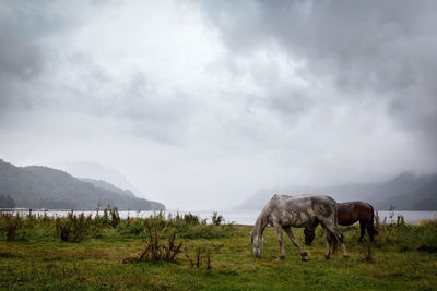 Horses grazing on field against cloudy sky