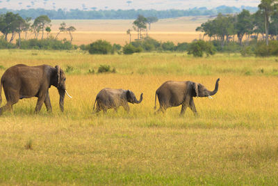 The african bush elephant