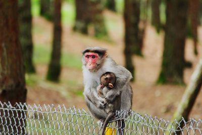 Close-up of monkey outdoors