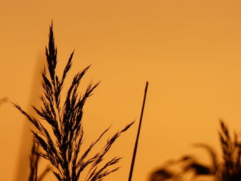 Close-up of silhouette plant against sky during sunset