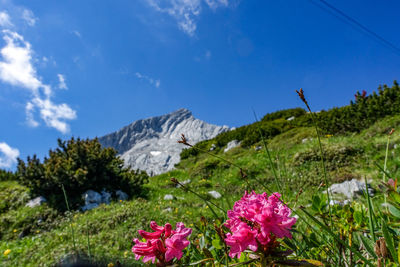 Flowering plants by mountains against blue sky