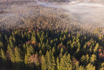 Scenic view of forest