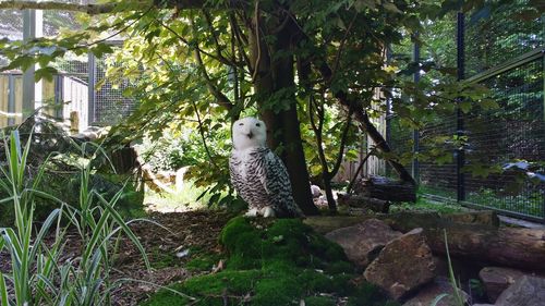 Sheep sitting on tree