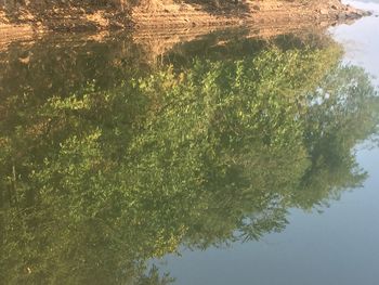 Reflection of trees on water