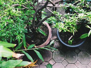 High angle view of potted plants in yard