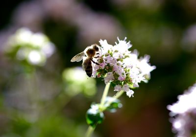 Honey bee on white flower