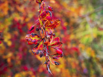 Close-up of red maple leaves against blurred background