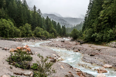 Scenic view of river in forest against sky