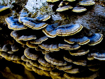 Full frame shot of mushrooms