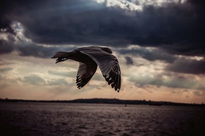 Close-up of bird flying over sea against sky