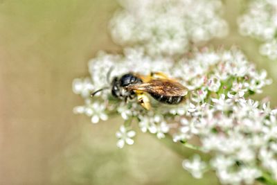 Close-up of bee on flower