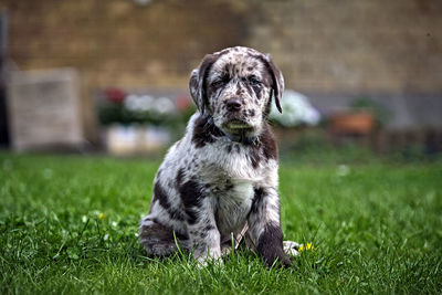 Portrait of dog sitting on grass