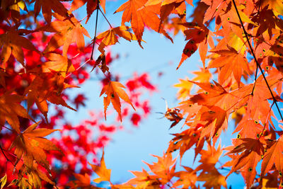 Low angle view of maple leaves on tree